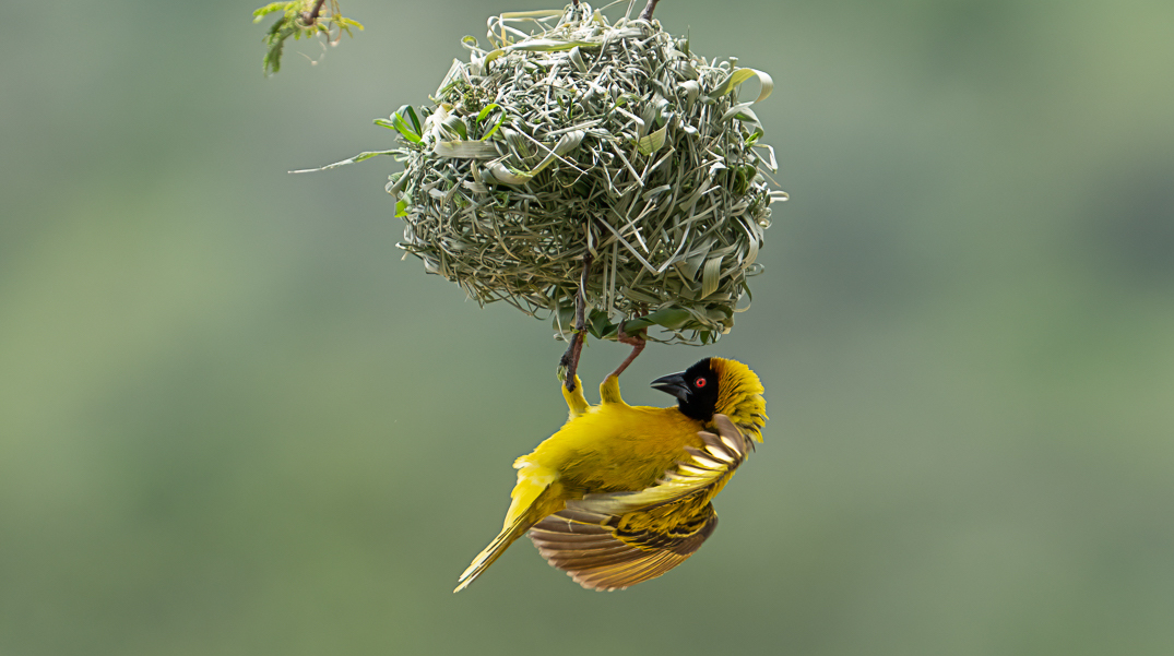 Village Weaver